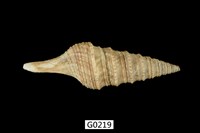 藏品(頂尖捲管螺)的圖片